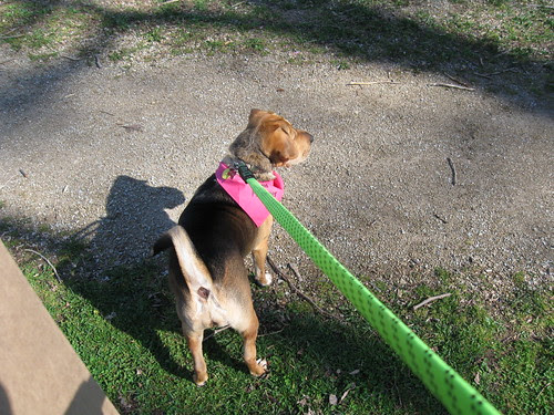 Doggie Easter Egg Hunt