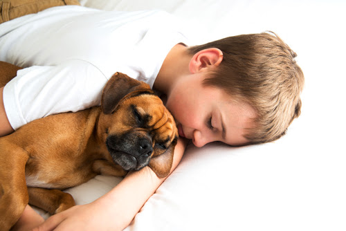 The 10 Dog Breeds That Enjoy Cuddling The Most ...