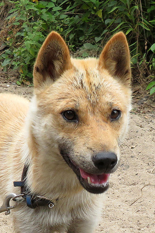 トワの穴掘り ボクは山陰柴犬のリキです