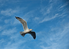 Flying free