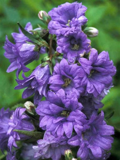 Drought tolerant perennials · heliopsis helianthoides false sunflower are naturals for a dry garden. Campanula Bernice -- Bluestone Perennials | Flowers