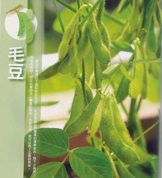 陽台花盆種蔬菜 毛豆 上 中華教育用品社 隨意窩xuite日誌