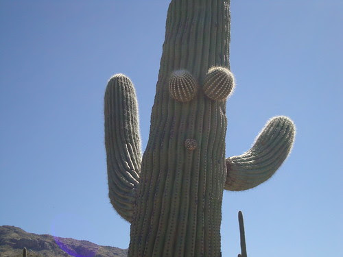 Saguaro National Park East, Loma Verde Loop