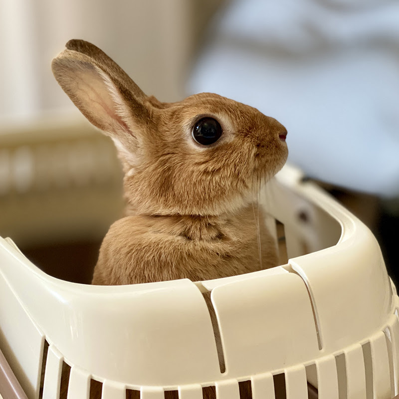 ウサギを飼う前に確認すべきことは お迎えする時にかかる費用を紹介