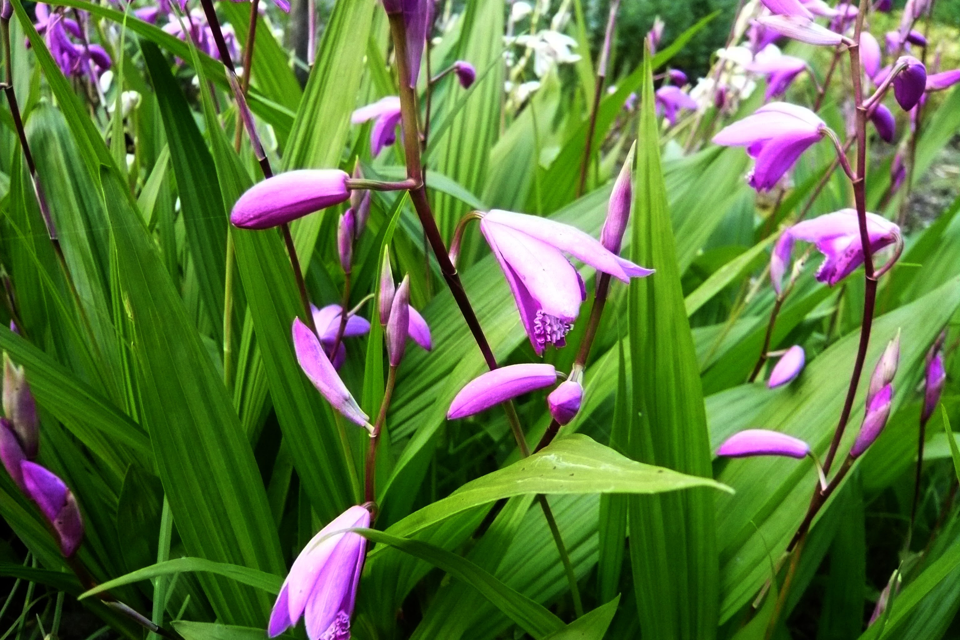 庭に咲く花 余生のつれづれに