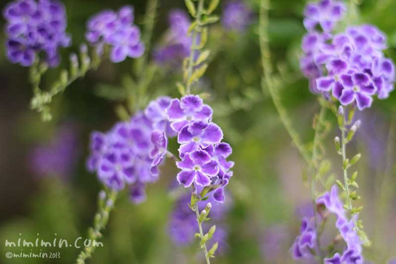 デュランタの花の写真 花言葉 名前の由来 みみみんブログ