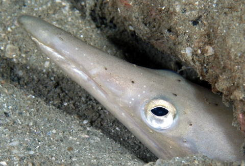 なかなか尖ってます ダイナンウミヘビ 大難海蛇 ウミヘビ科 Ophisurus Macrorhynchus 07 1 26 中通島 道土井湾 水深１７ｍ 分布 南日本 インド洋 西太平洋 大きさ １ ４メートル 少し泥の混じった砂地の海底でよく見られます 港や湾など