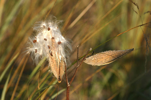 Milkpod