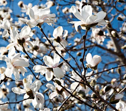 Star Magnolia Tree star magnolia tree pictures. Star Magnolia Tree