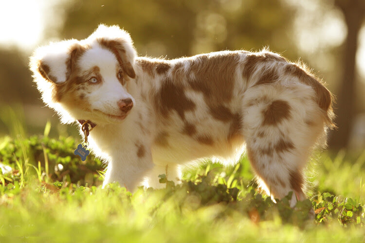 golden hour - rim lighting