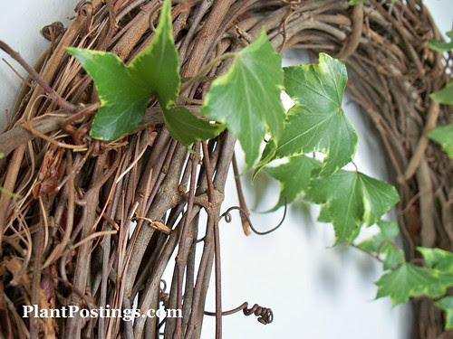 ivywreath
