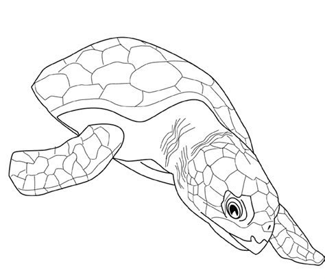 As an added bonus, they are all completely free to . print download turtle coloring pages as the educational tool