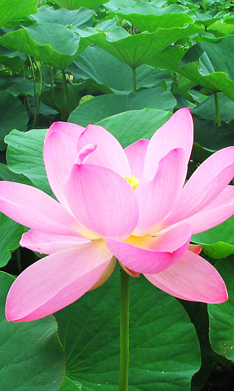 蓮 ハス の花携帯待受画像 無料壁紙