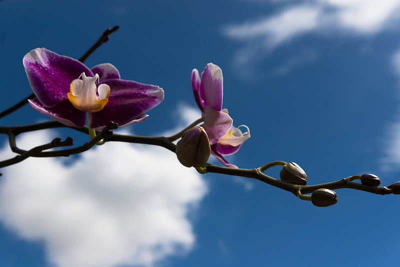 Orchid