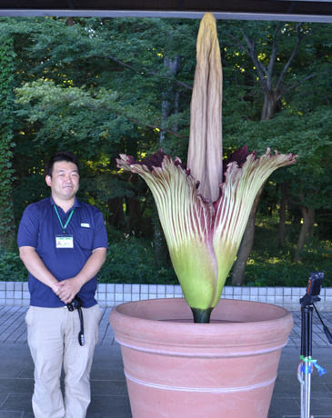 世界最大の花 ショクダイオオコンニャク開花のニュースを見て Flower Magazine