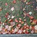 Leaves are falling in Michigan already...