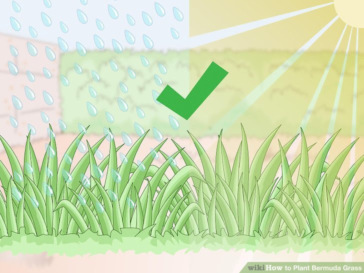 Plant Bermuda Grass Step 1.jpg