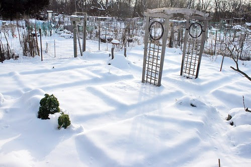snow on my community garden plot IMG_0053