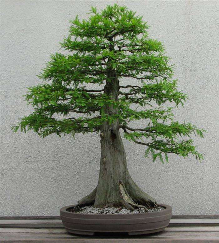 bonsai trees