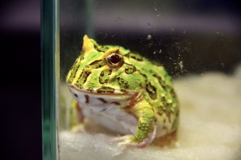 ツノガエルを飼ってみよう 熱帯魚 アクアリウム情報マガジン