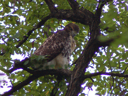Cathedral Red-Tailed Hawks