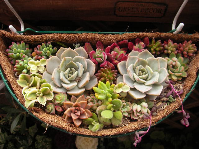 多肉丼 忘れないで 楽天ブログ