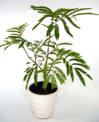 ネムノキの育て方 観葉植物 種類別 検索図鑑 ブルーミングスケープ