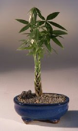 Money Bonsai Tree - Little Money