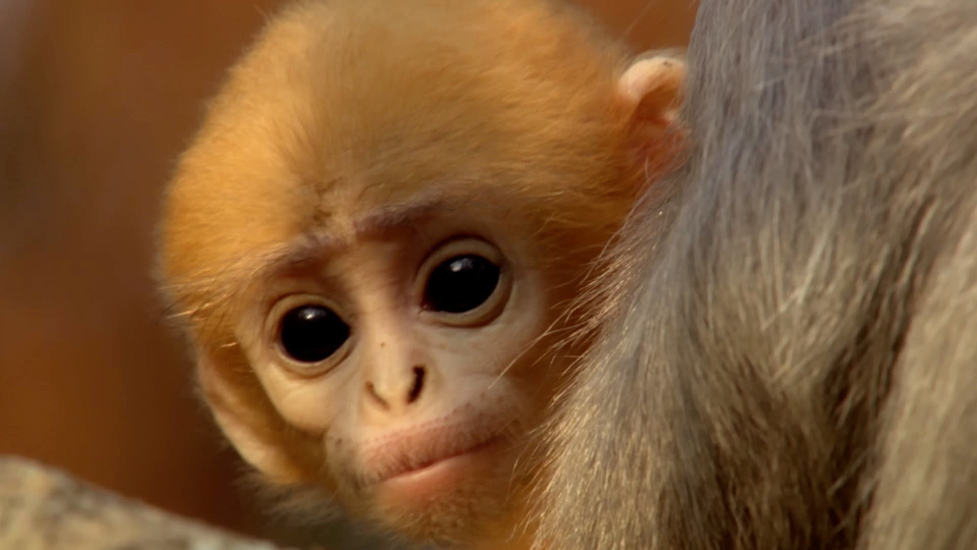 Baby Monkey Wallpaper 72 images Baby Monkey Wallpaper 72 images