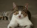 Ukrainian cat