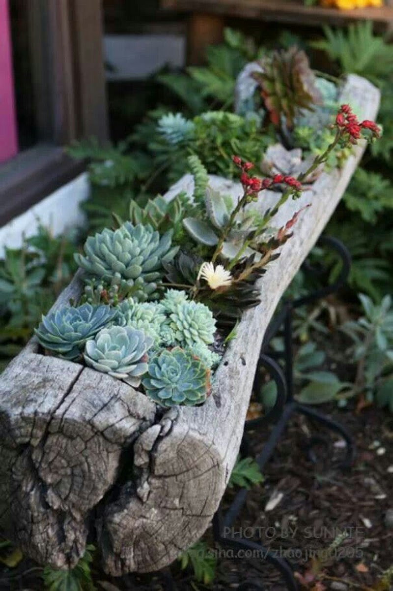 Succulent Log Planter with Tree