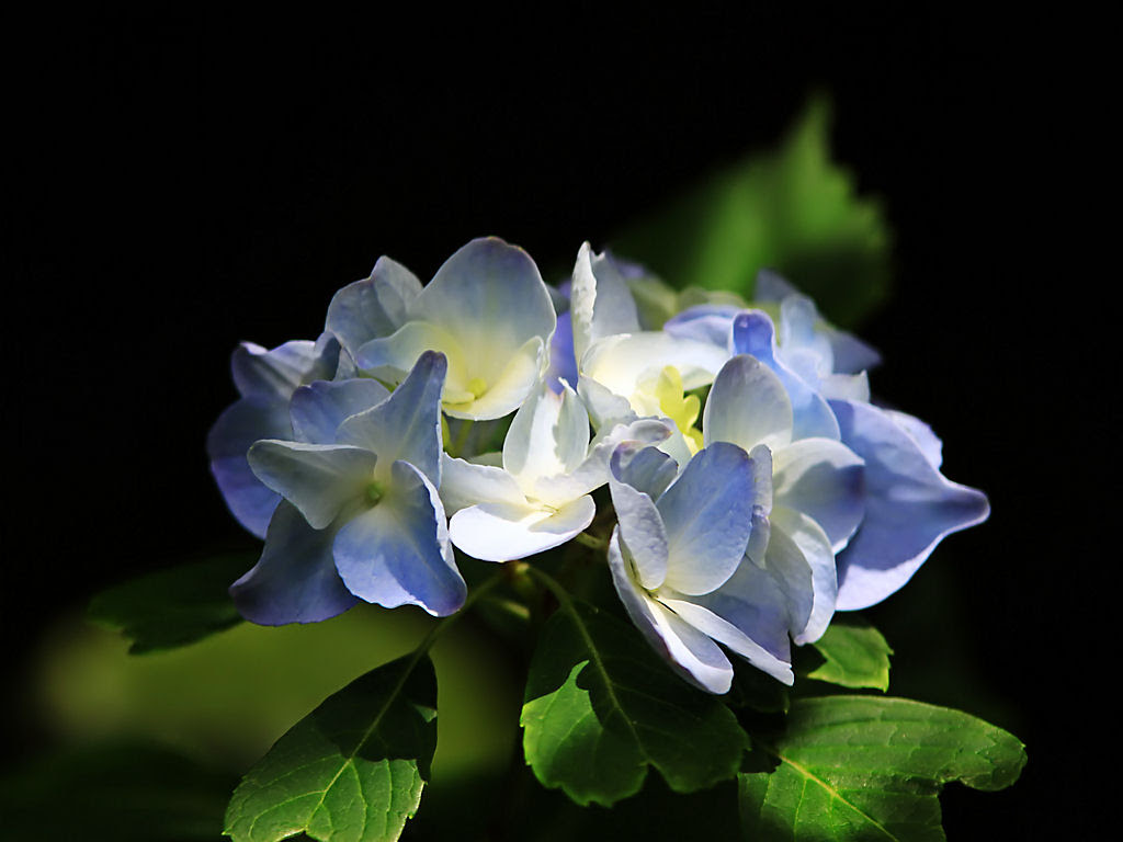 初夏の花 紫陽花 アジサイ の花 花の無料壁紙写真 花の無料写真素材 四季の花の写真集