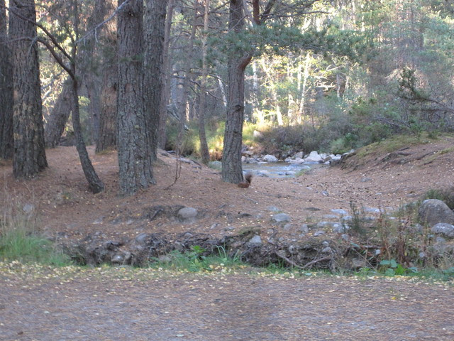 Rothimurcus