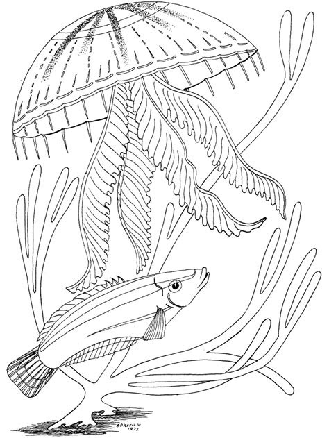  ocean coloring pages primarygamescom