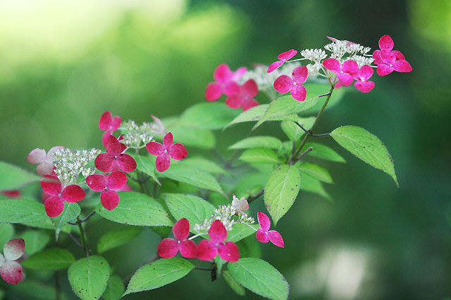 ヤマアジサイ 山紫陽花 花之江の郷 四季の山野草