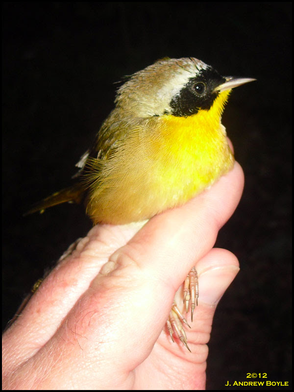 Common Yellowthroat