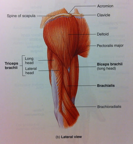 Diagram Of Shoulder Muscles And Tendons : Soft Tissue Therapy - Explained - PreHab Exercises / Webmd's shoulder anatomy page provides an image of the parts of the shoulder and describes its the shoulder is one of the largest and most complex joints in the body.