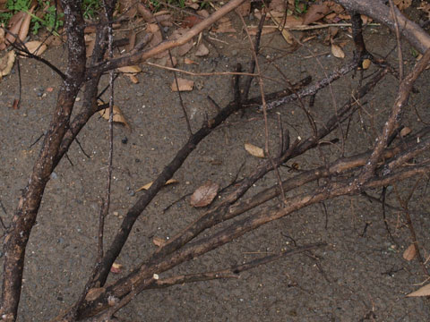 小さな庭と めだかのいる暮らし サルスベリの剪定とすす病菌を洗う
