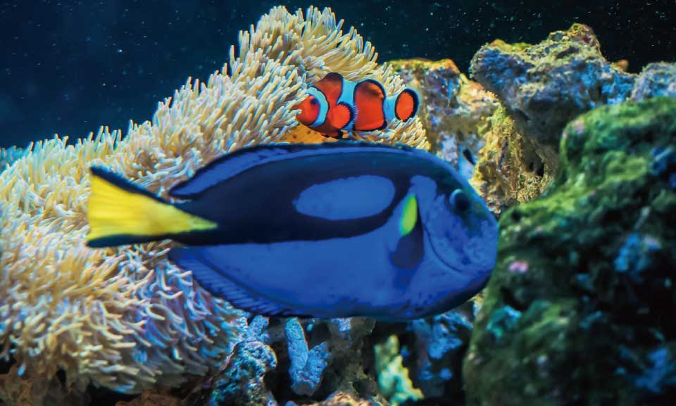 ソボクなギモン 魚はどうやって眠るの マグロが寝ないって本当