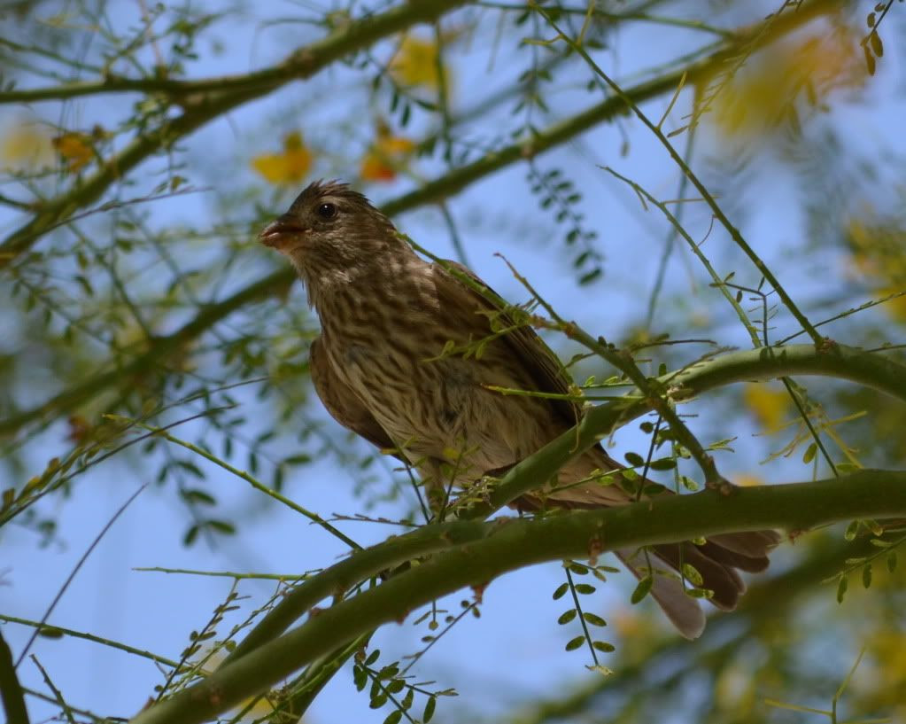 red house finch