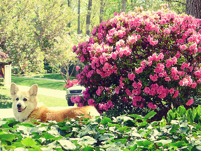 corgi