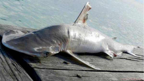 Loài cá mập mới