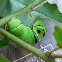 むしの世界も容赦ない弱肉強食 えむもじら