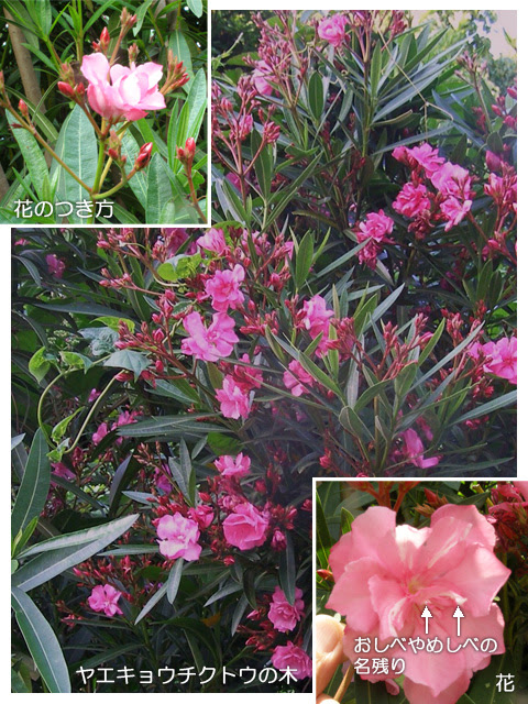 科学技術館メールマガジン 自然と友だち