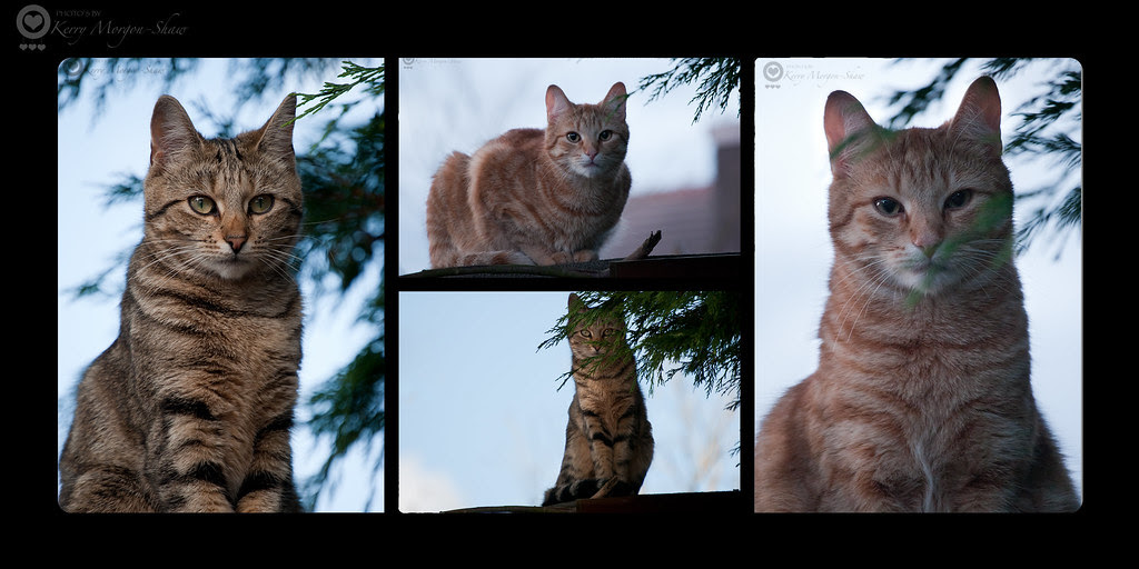 Cats