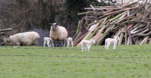 Lambs