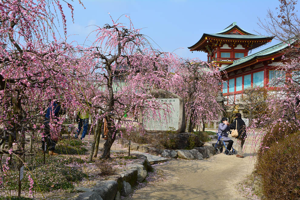 19 03 01 山口県防府市松崎町 防府天満宮の梅