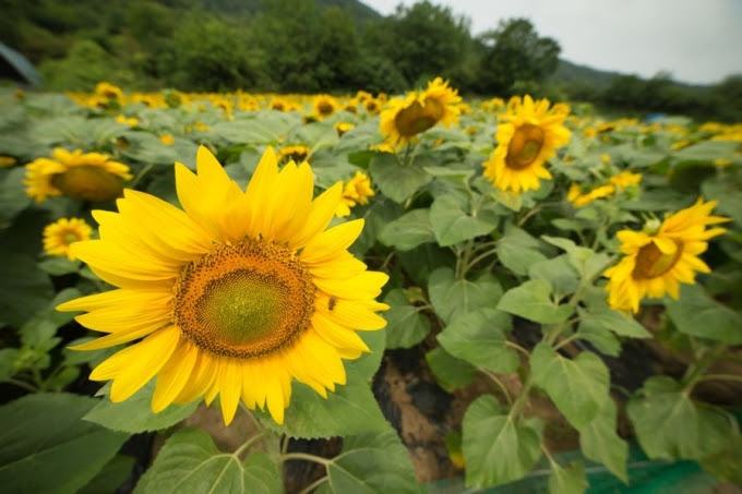 Ngôi làng hoa hướng dương đẹp \'rụng tim\' ở Hàn Quốc