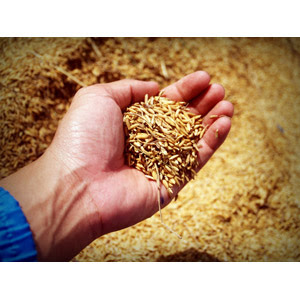 お米 Gahag 著作権フリー写真 イラスト素材集