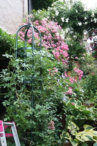 芝とバラの庭仕事 09年05月